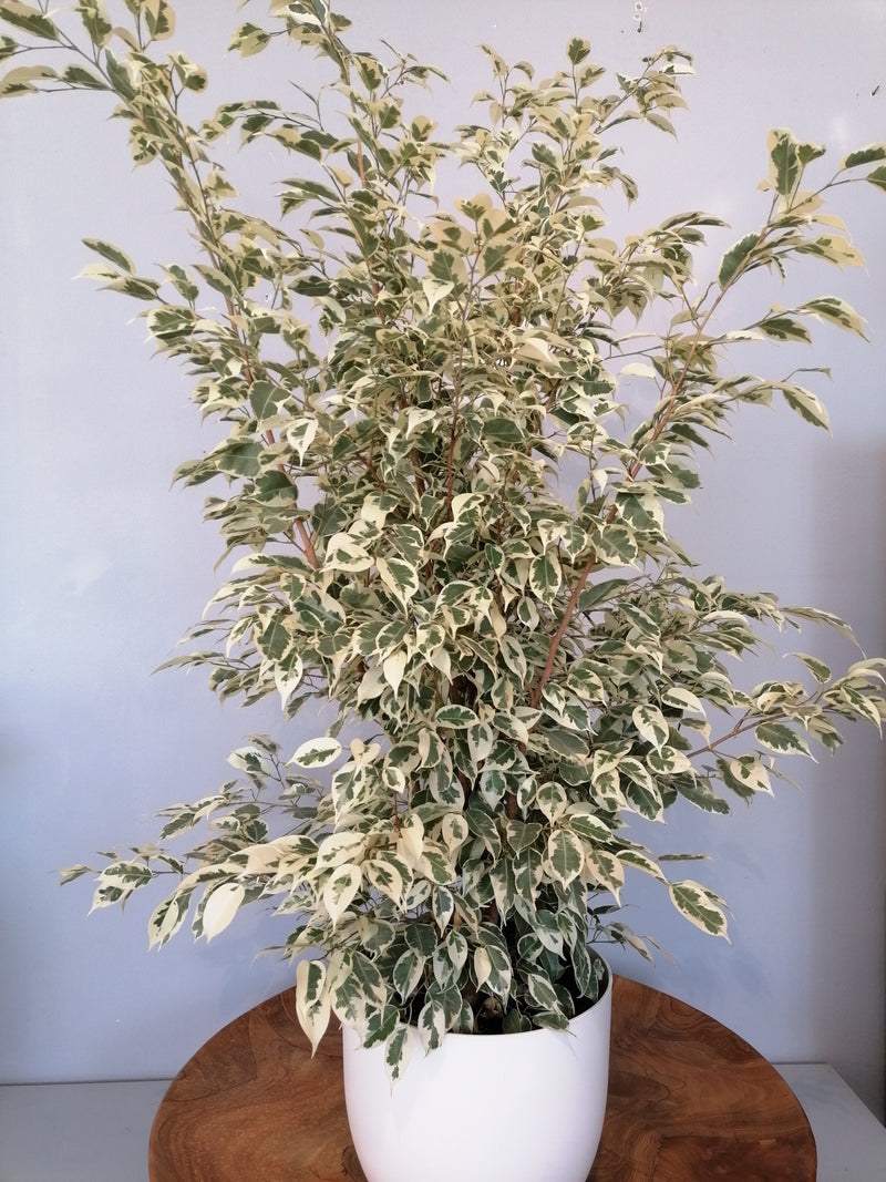 Ficus Benjamin variegato