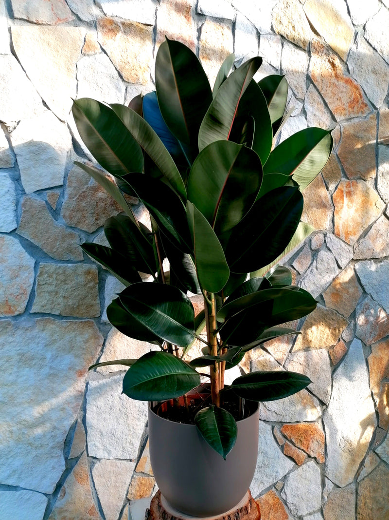 Ficus elastica