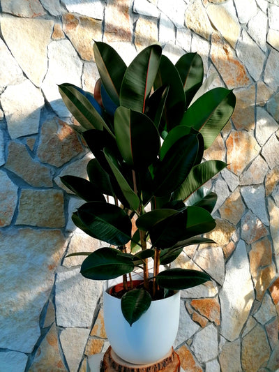 Ficus elastica