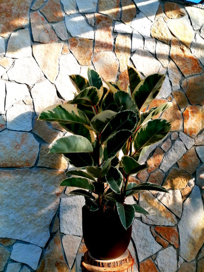 Ficus elastica