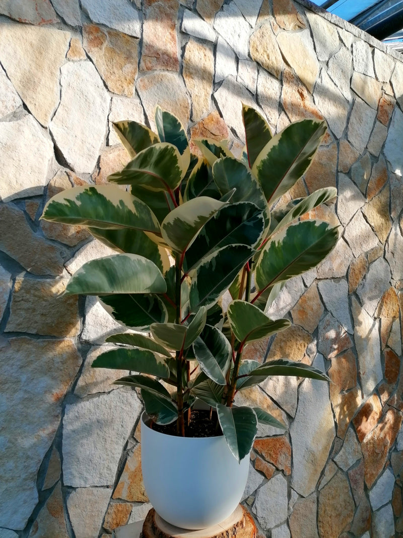 Ficus elastica