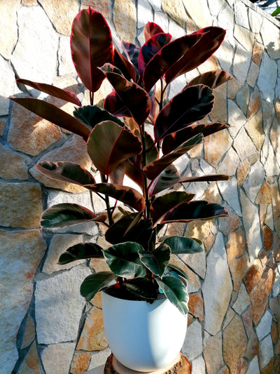 Ficus elastica