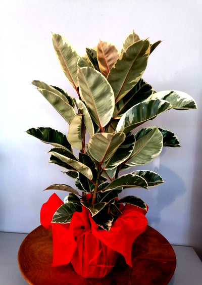 Ficus elastica